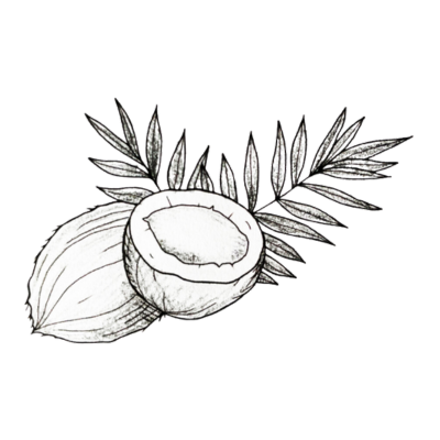 A black and white illustration showing two coconuts with leaves, to illustrate one of the 4 ingredients in Scrummy Cream 