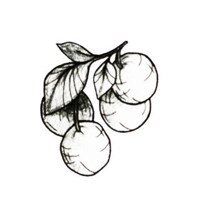 A black and white illustration of shea butter nut and leaf to illustrate one of the 4 ingredients in Scrummy Cream 